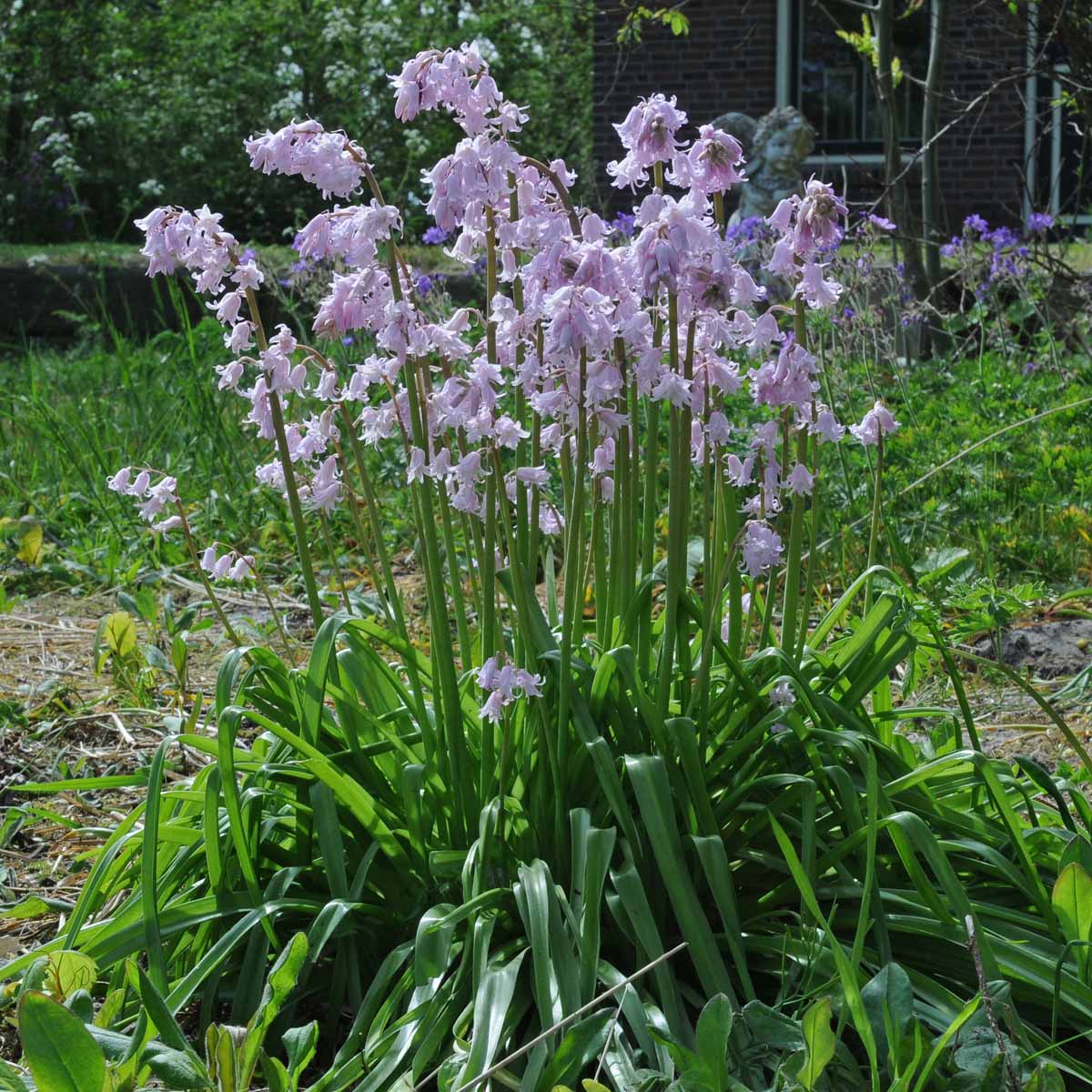 Hyacinthoides hispanica Rose Queen - roze hyacinthoides - Fluwel