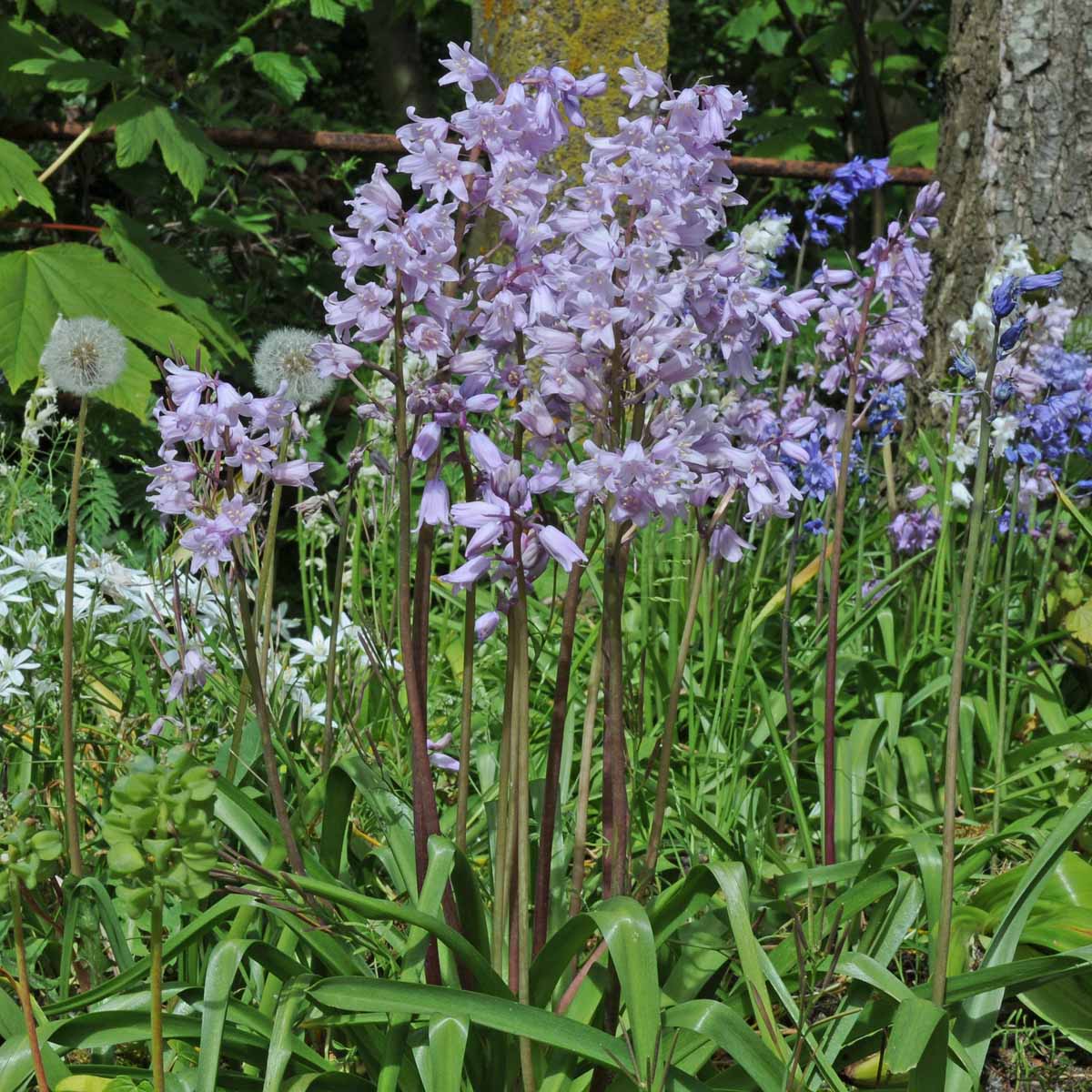 Hyacinthoides hispanica Rose Queen - roze hyacinthoides - Fluwel