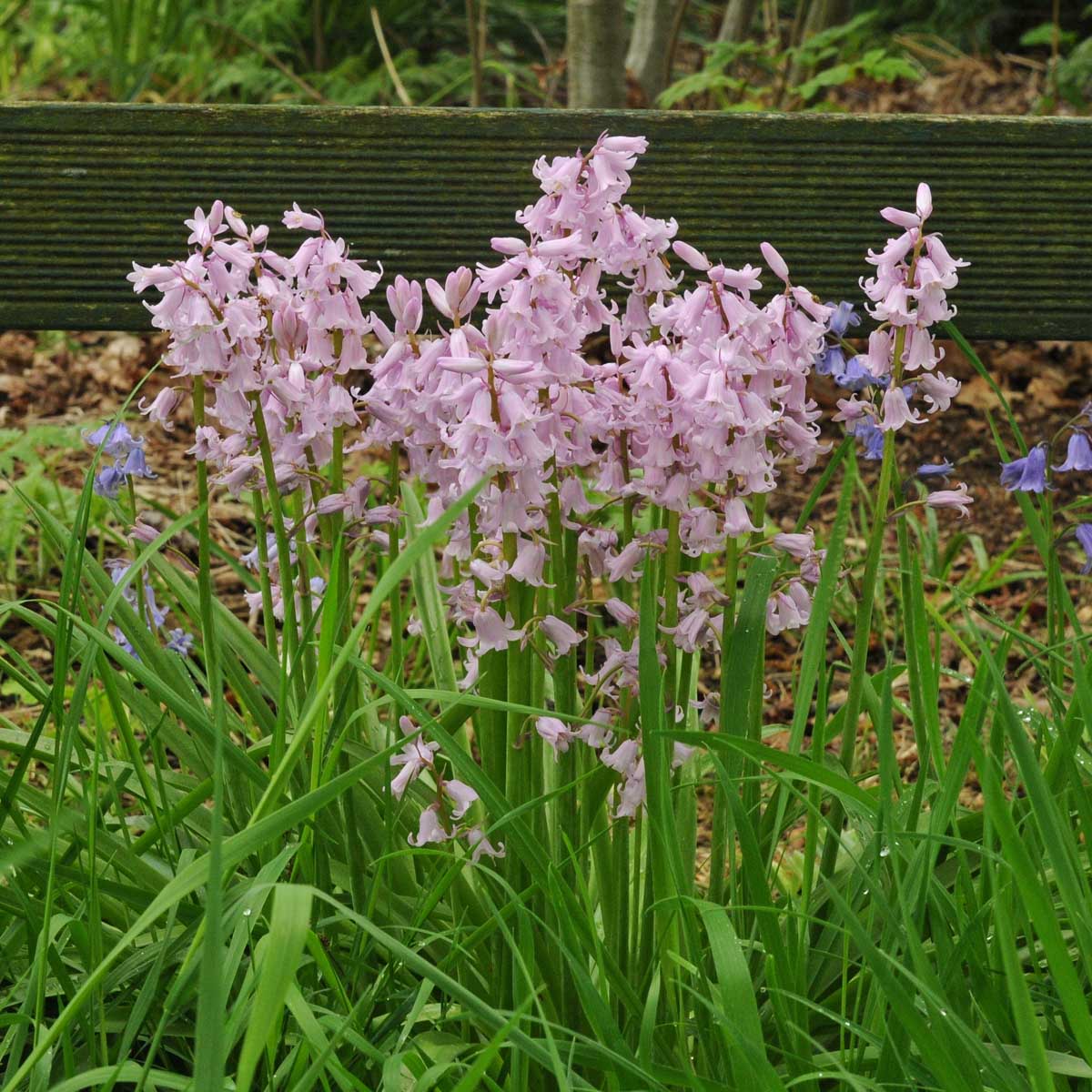 Hyacinthoides hispanica Rose Queen - roze hyacinthoides - Fluwel