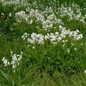 Hyacinthoides hispanica White City - Spring specialty bulbs - Fluwel
