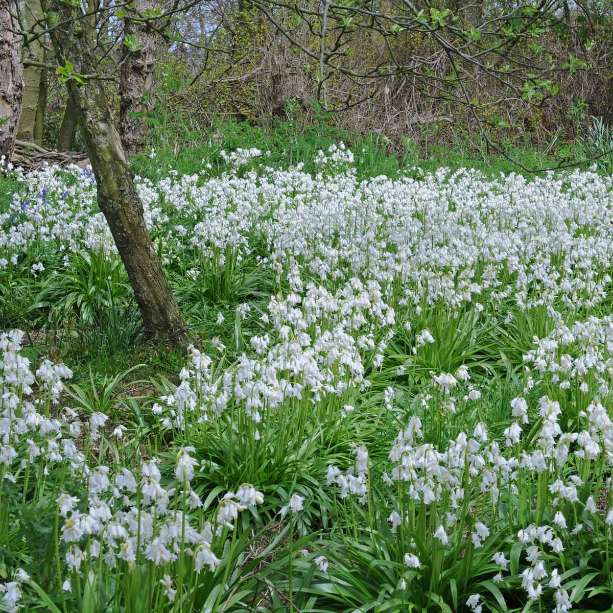 Hyacinthoides hispanica White City - Spring specialty bulbs - Fluwel