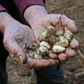 Hyacinthoides non - scripta - Spring specialty bulbs - Fluwel