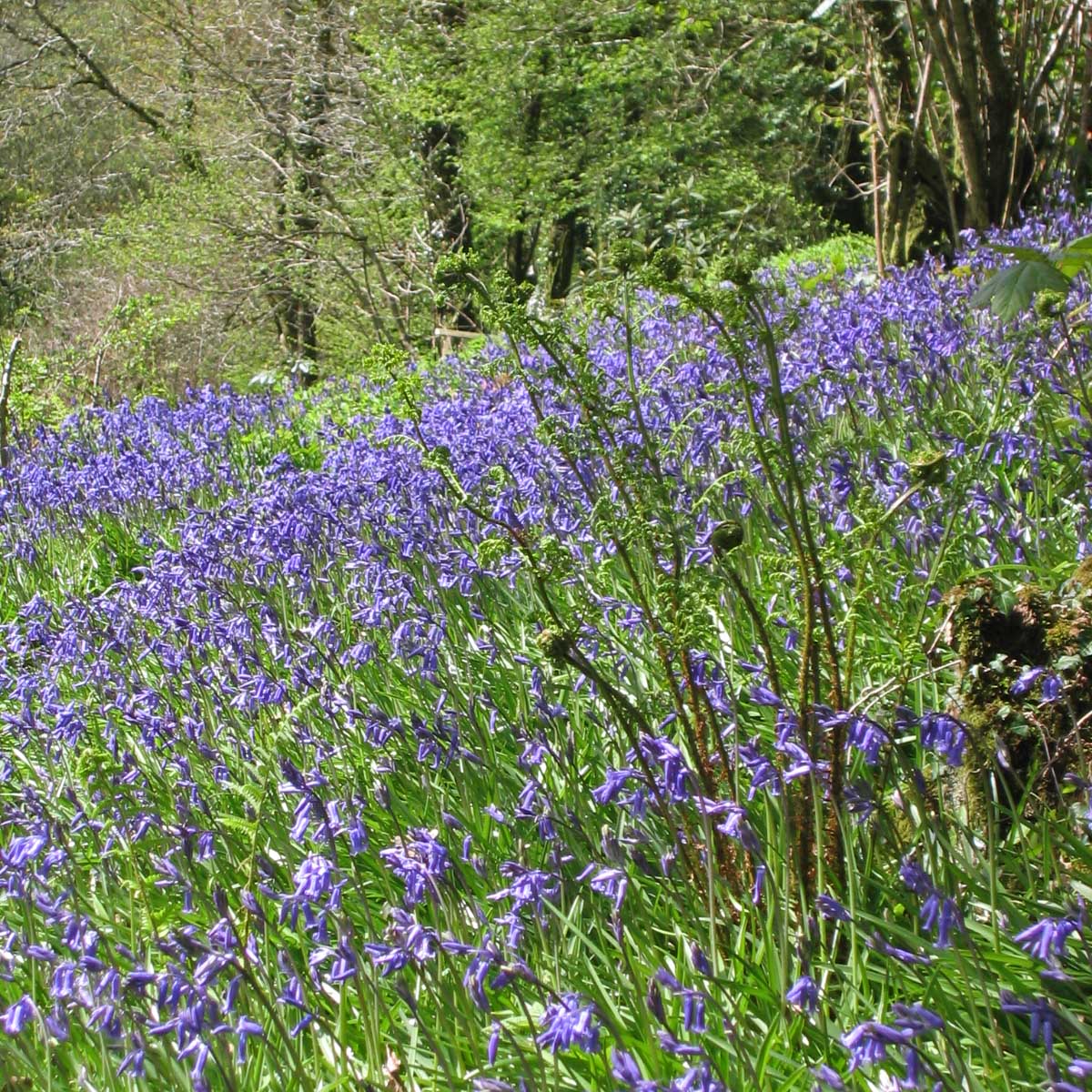 Hyacinthoides non-scripta - blauwe hyacinthoides - Fluwel