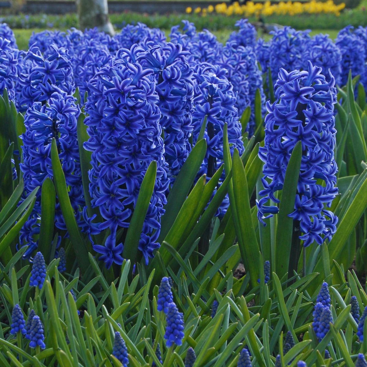 Hyacinthus Blue Jacket - Hyacinths - Fluwel