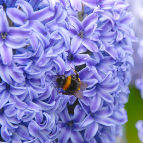 Hyacinthus Blue Jacket - Hyacinths - Fluwel