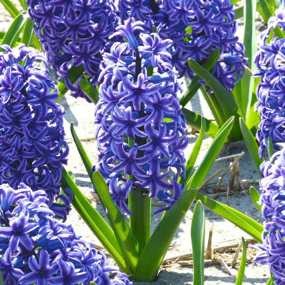 Hyacinthus Blue Jacket - blauwe hyacint - Fluwel
