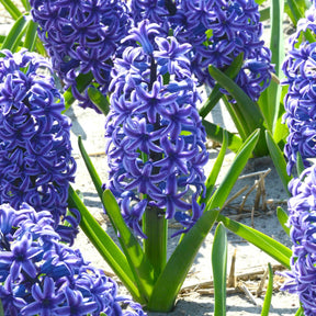 Hyacinthus Blue Jacket - Hyacinths - Fluwel