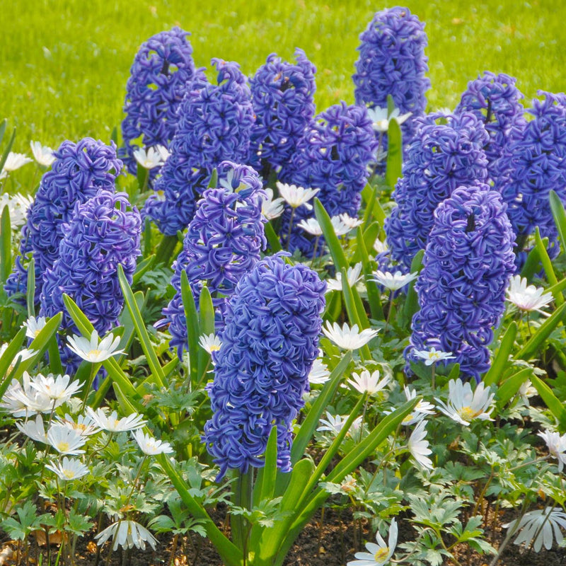 Hyacinths
