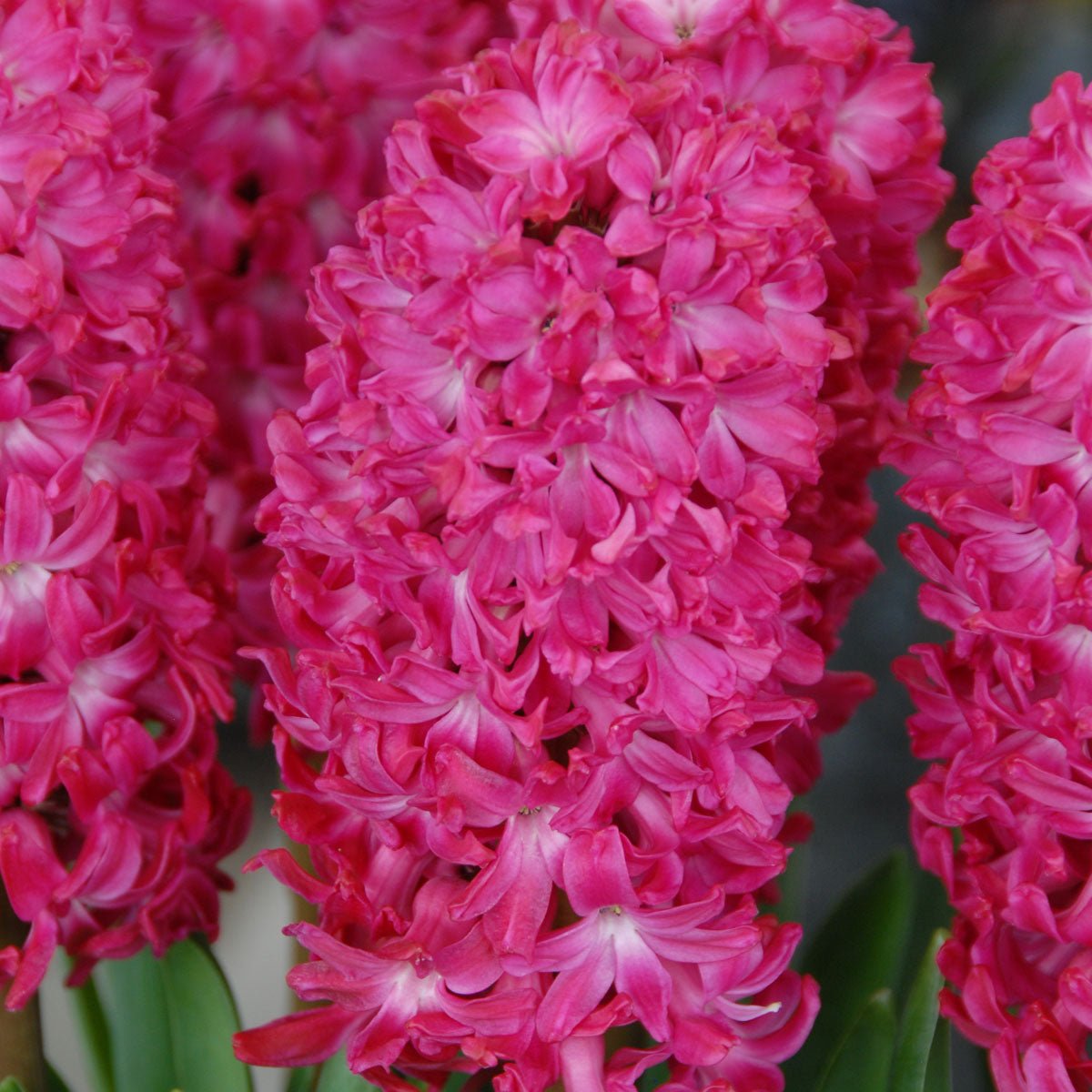 Hyacinthus Jan Bos - rode hyacint - Fluwel