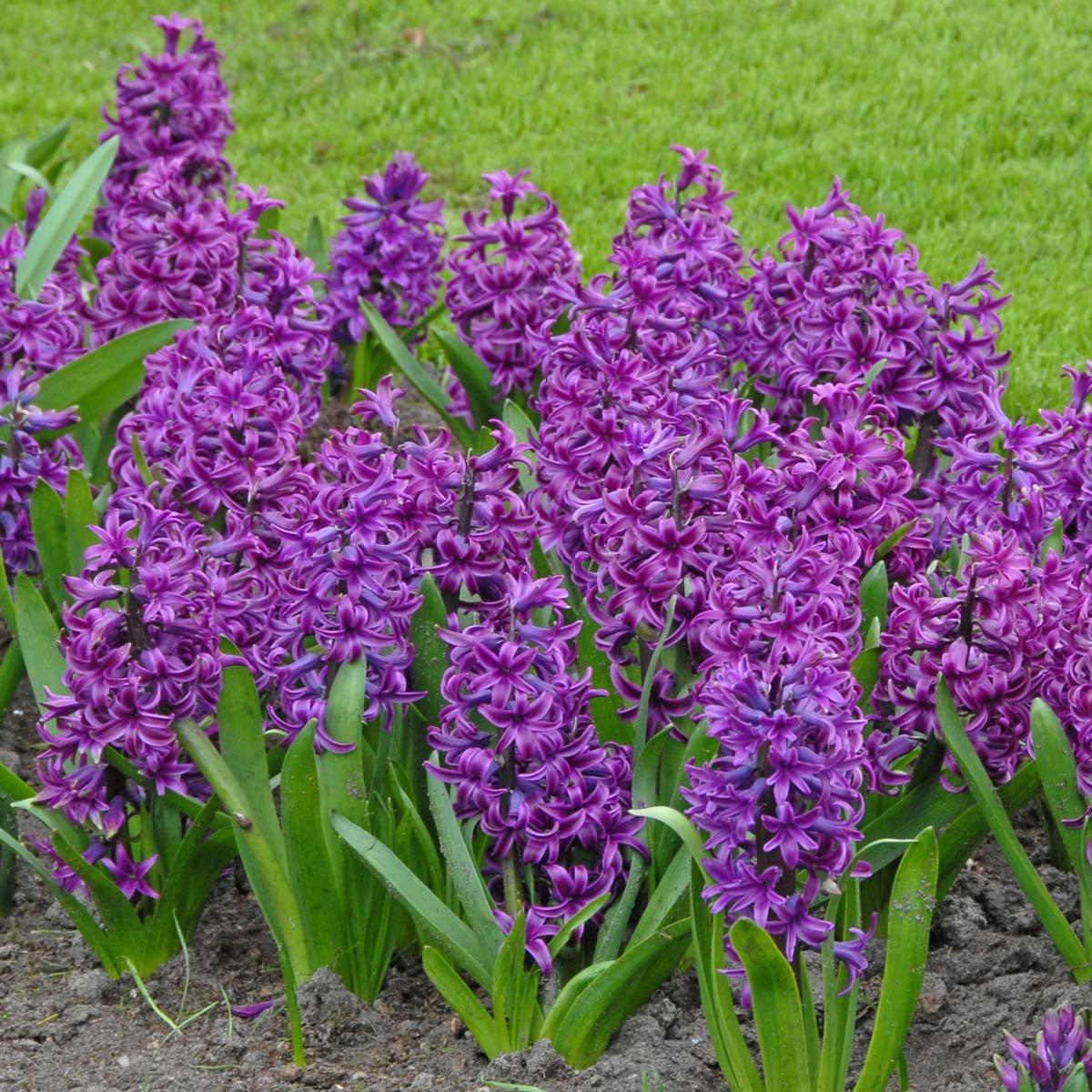 Hyacinthus Purple Sensation - Hyacinths - Fluwel
