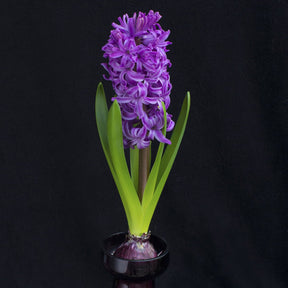 Hyacinthus Purple Sensation - Hyacinths - Fluwel