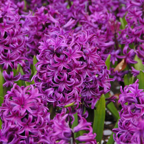 Hyacinthus Purple Sensation - Hyacinths - Fluwel