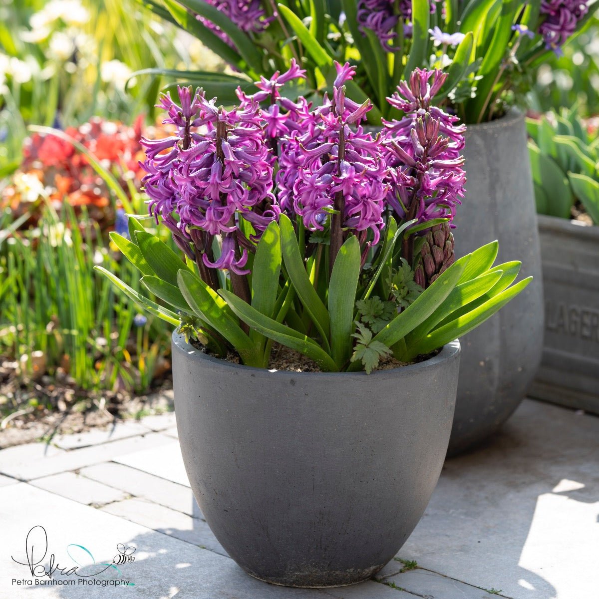 Hyacinthus Purple Sensation - paarse hyacint - Fluwel