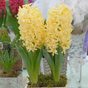 Hyacinthus Yellowstone - Hyacinths - Fluwel