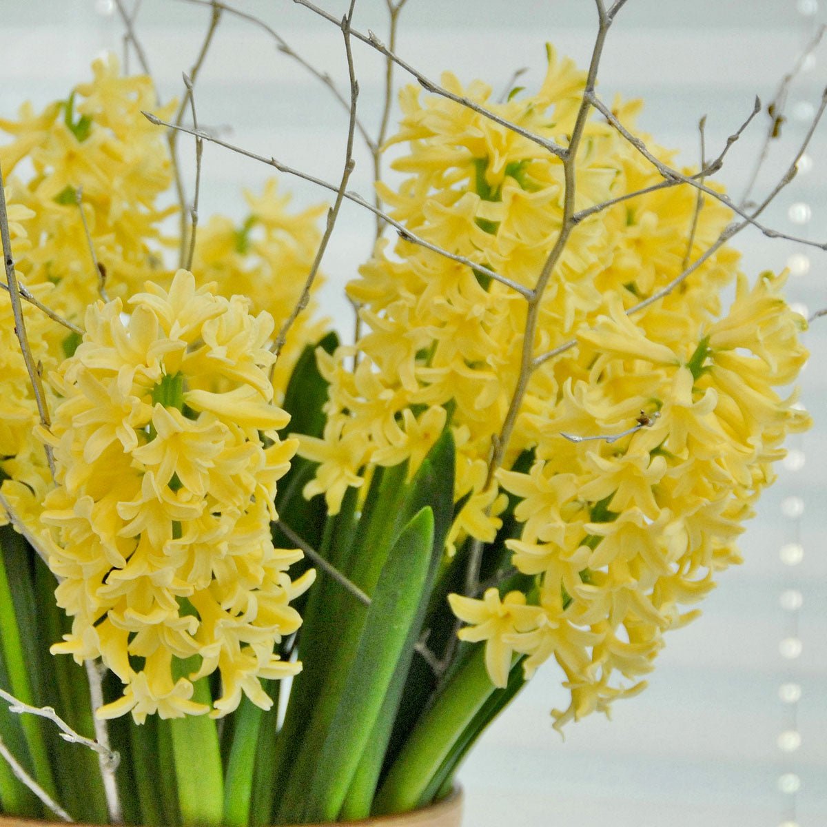 Hyacinthus Yellowstone - Hyacinths - Fluwel