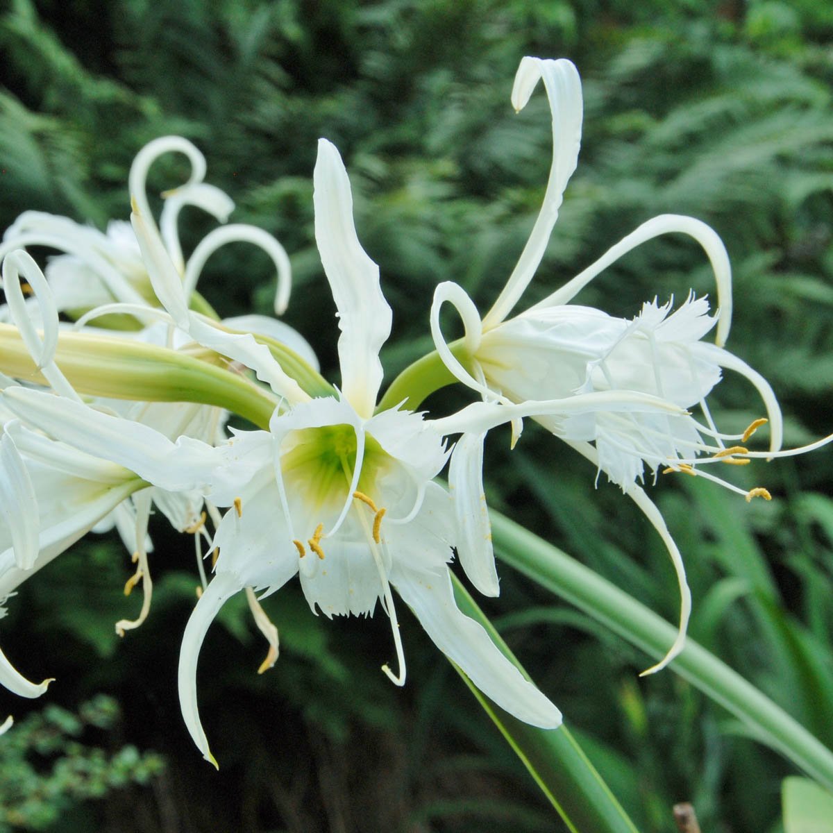 Hymenocallis festalis Zwanenburg - witte hymenocallis - Fluwel