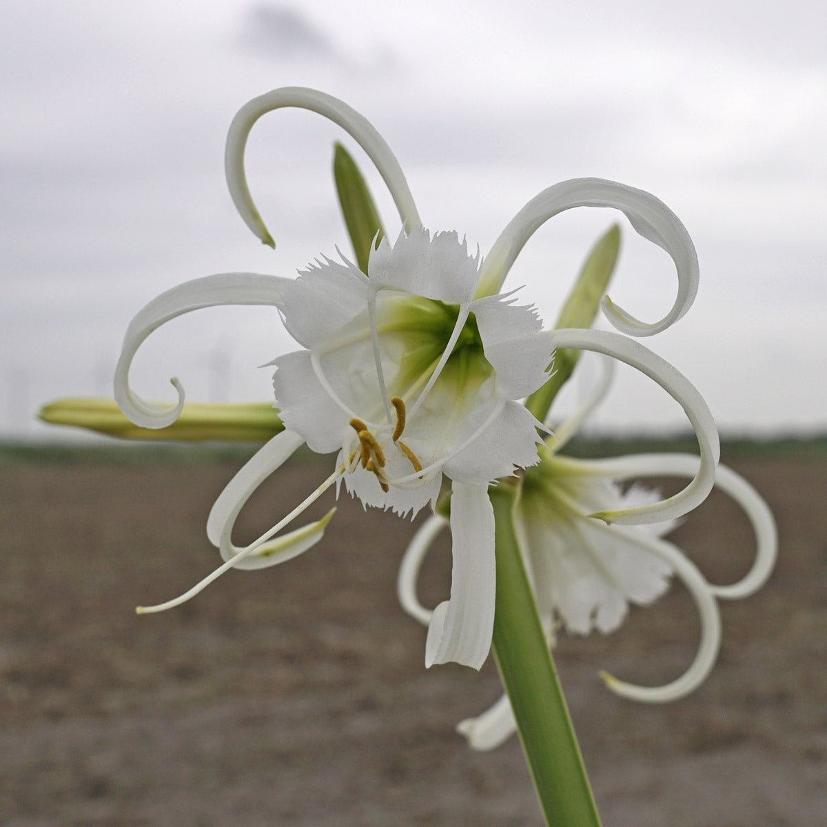 Hymenocallis festalis Zwanenburg - witte hymenocallis - Fluwel