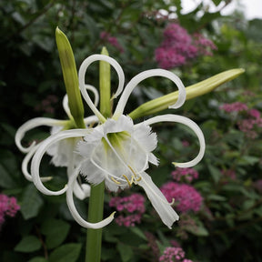 Hymenocallis festalis Zwanenburg - Summer special bulbs - Fluwel