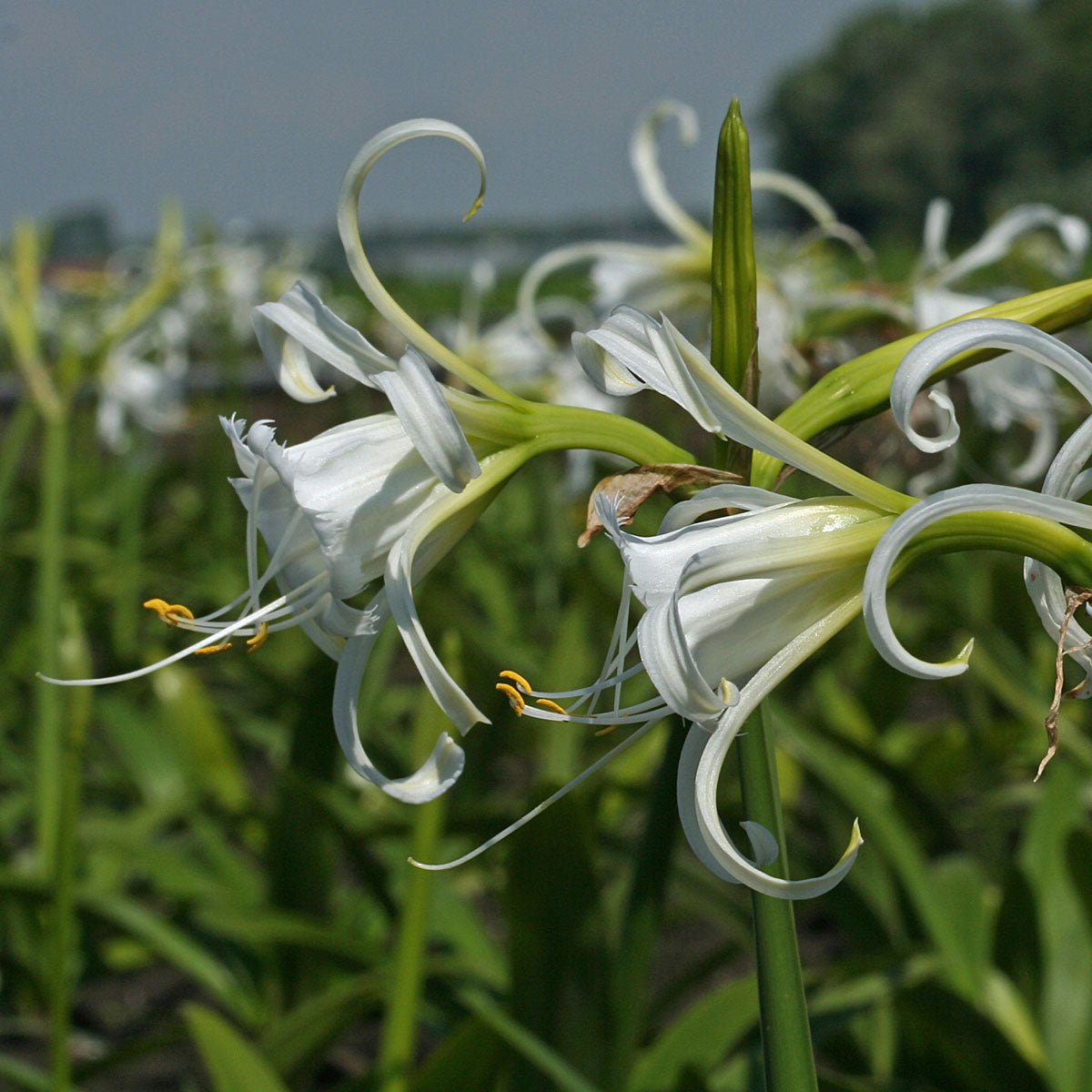Hymenocallis festalis Zwanenburg - witte hymenocallis - Fluwel