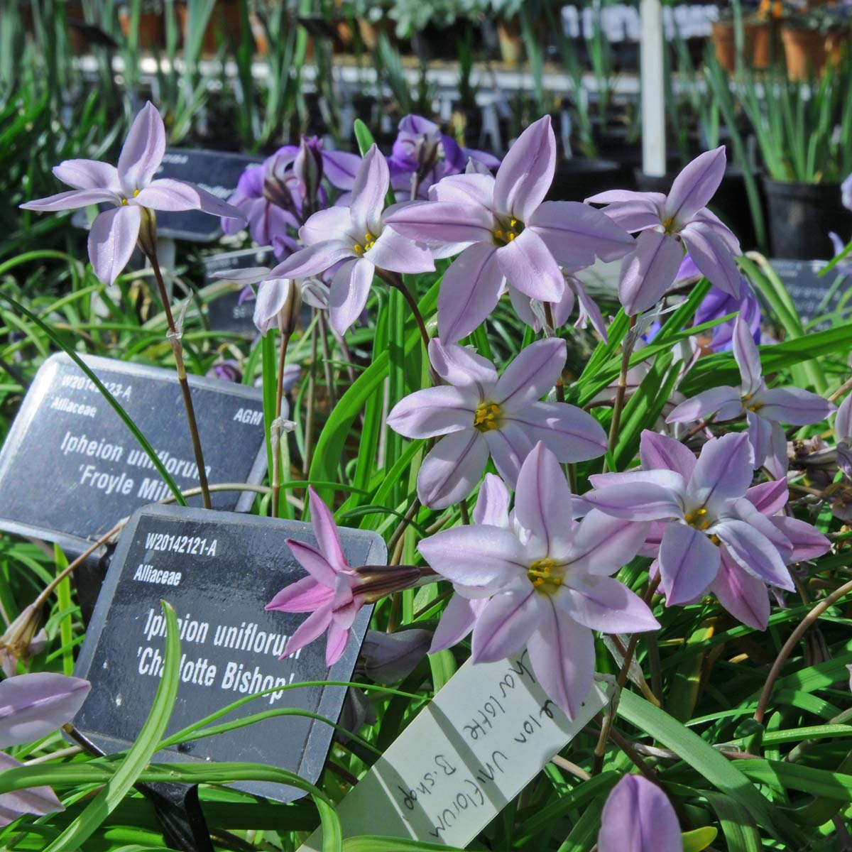Ipheion uniflorum Charlotte Bishop - Spring specialty bulbs - Fluwel
