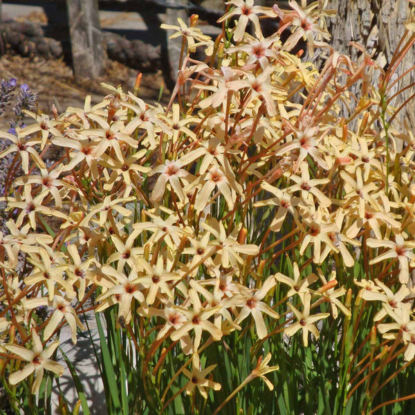 Buy Ixia paniculata 'Eos' bulbs | Fluwel