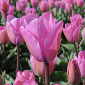 Janis Joplin - Tulips - Fluwel