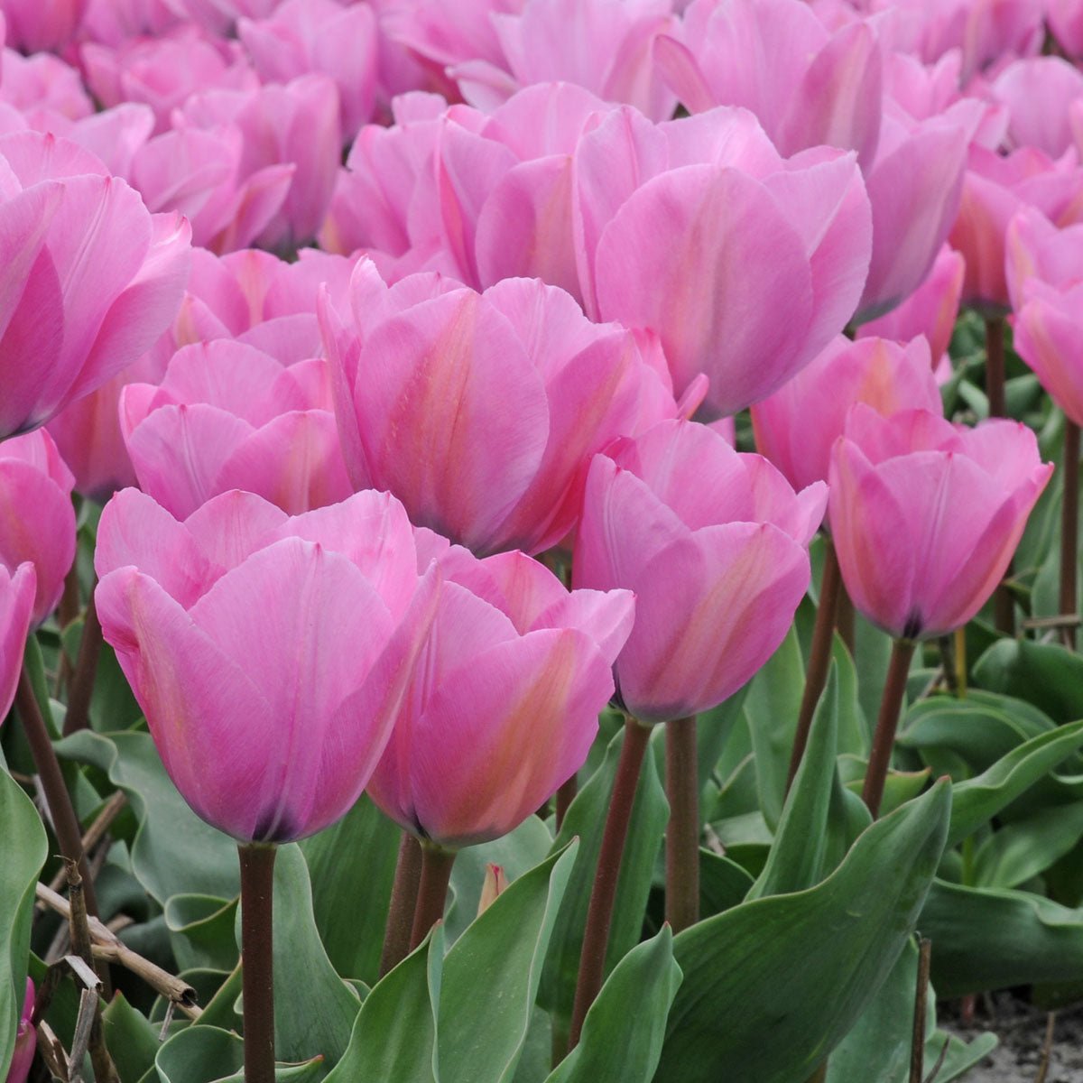 Janis Joplin - Tulips - Fluwel