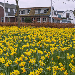 Jetfire - Narcissus - Fluwel