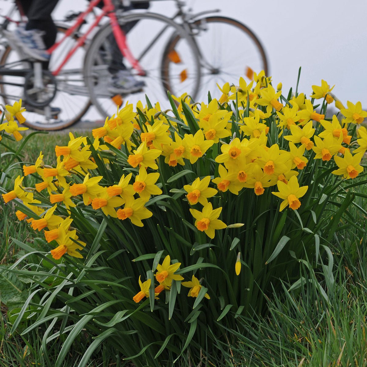 Jetfire - Narcissus - Fluwel