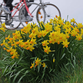 Jetfire - Narcissus - Fluwel