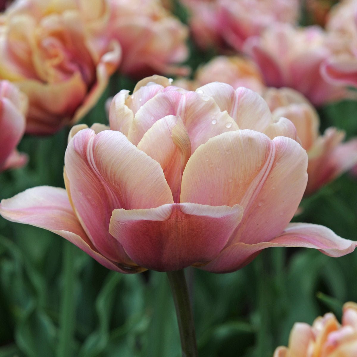 La Belle Epoque - Tulips - Fluwel