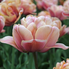 La Belle Epoque - Tulips - Fluwel