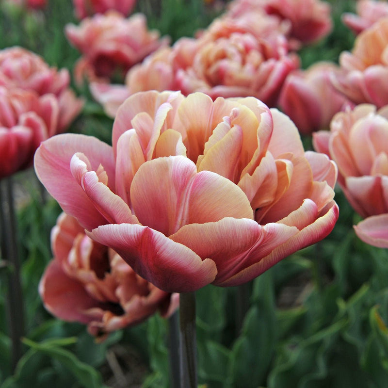 Tulips