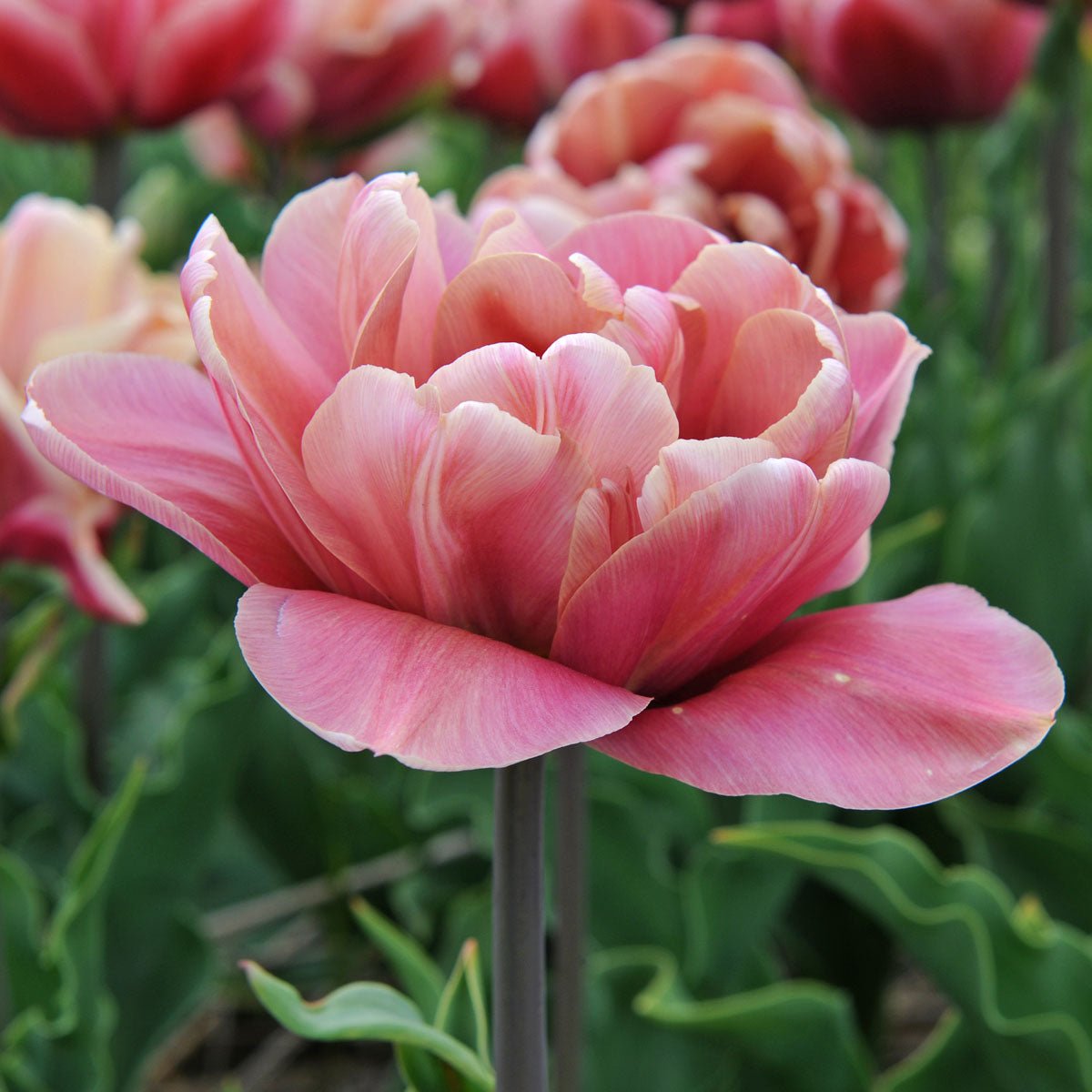 La Belle Epoque - Tulips - Fluwel