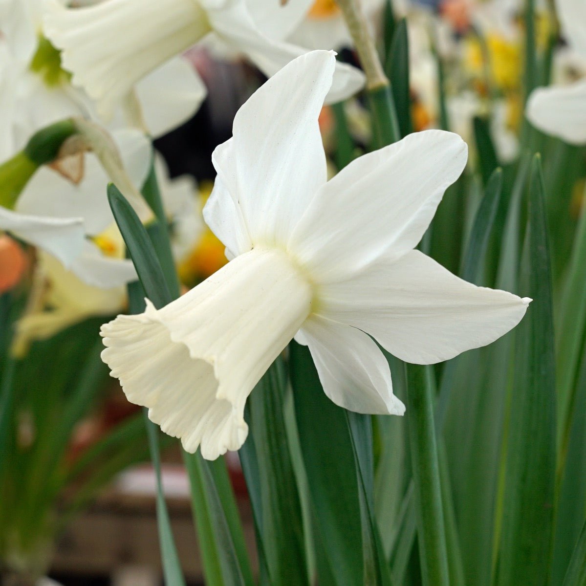 Lady Madonna - Narcissus - Fluwel
