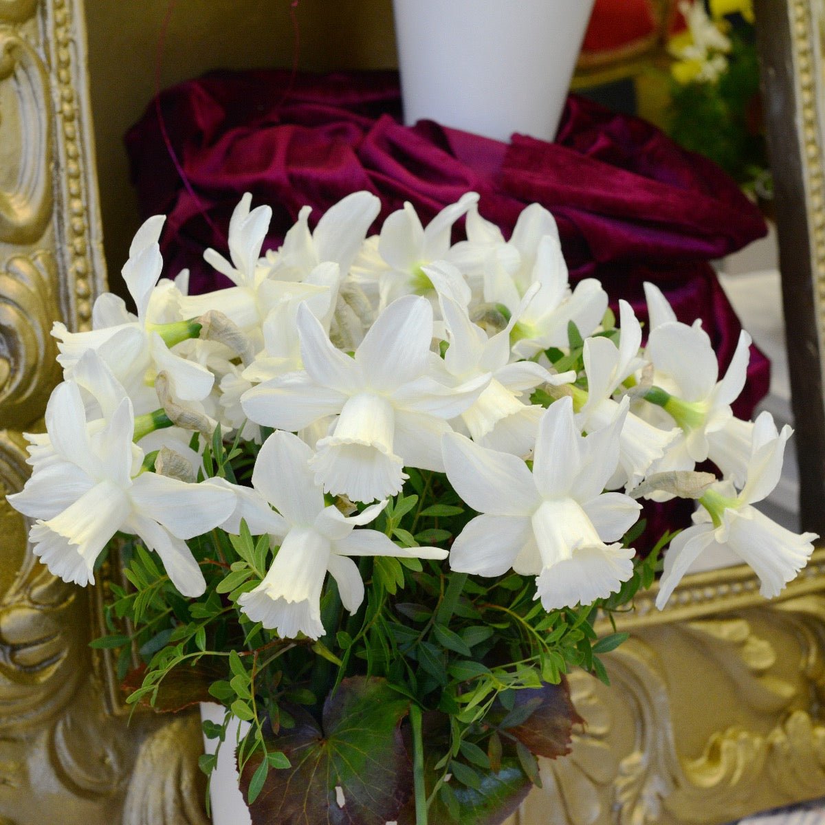 Lady Madonna - witte Cyclamineus narcis - Fluwel