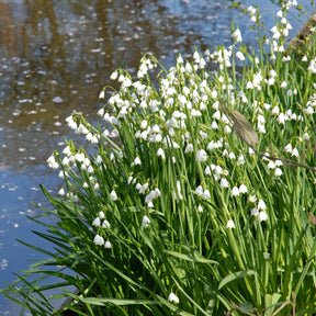 Leucojum aestivum Gravetye Giant - Spring specialty bulbs - Fluwel