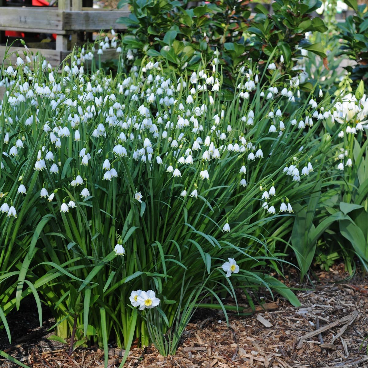 Leucojum aestivum Gravetye Giant - Spring specialty bulbs - Fluwel