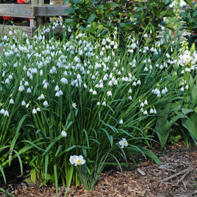 Leucojum aestivum Gravetye Giant - Spring specialty bulbs - Fluwel
