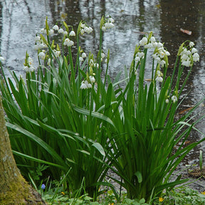 Leucojum aestivum Gravetye Giant - Spring specialty bulbs - Fluwel