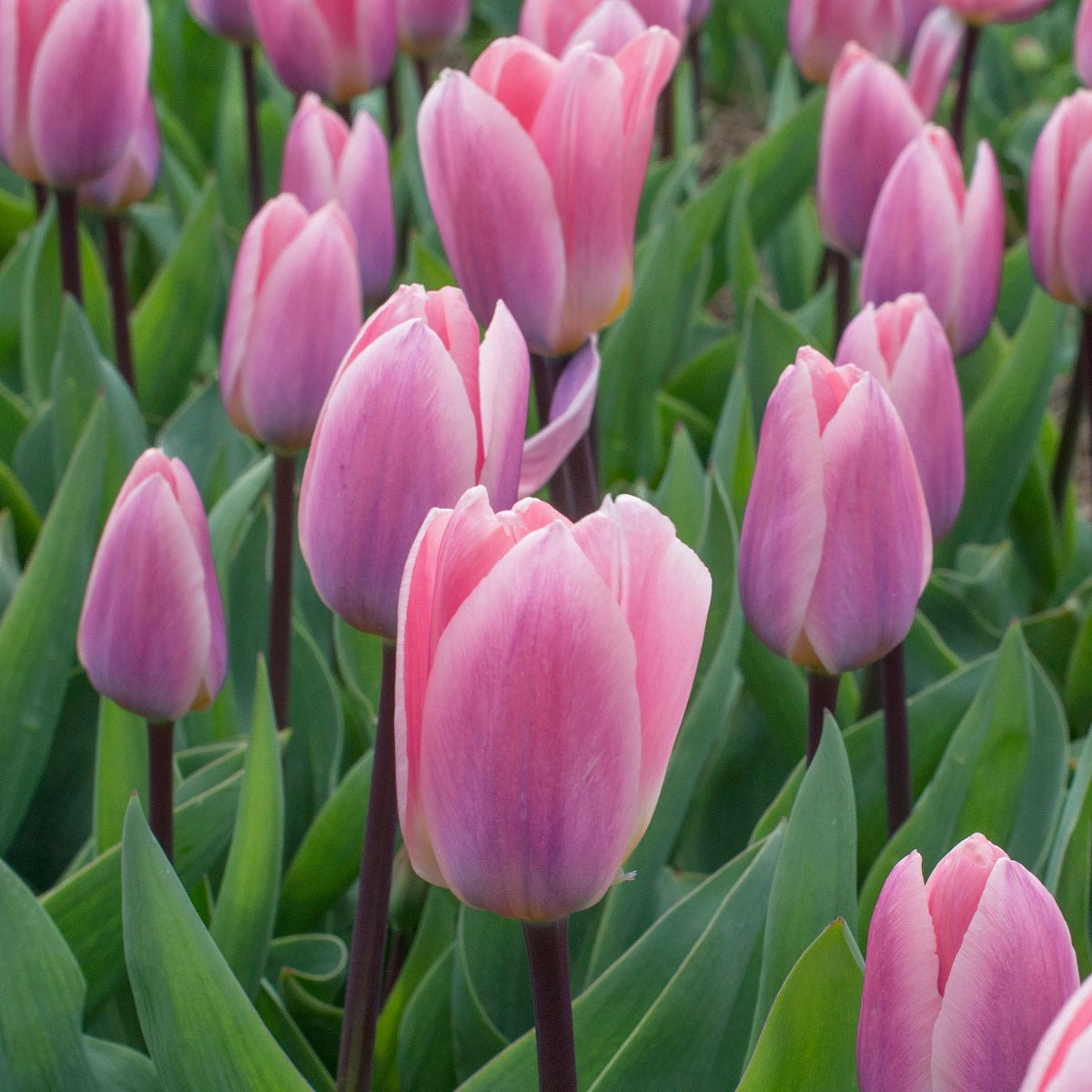 Light and Dreamy - Tulips - Fluwel