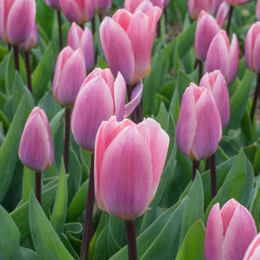 Light and Dreamy - Tulips - Fluwel
