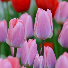 Light and Dreamy - Tulips - Fluwel