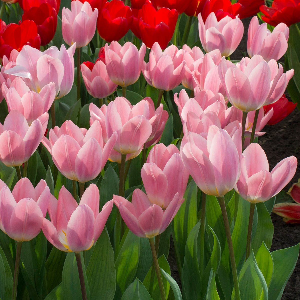 Light and Dreamy - Tulips - Fluwel