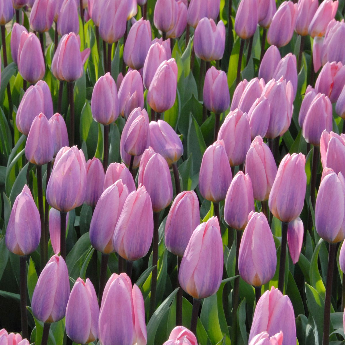 Light and Dreamy - Tulips - Fluwel