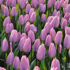 Light and Dreamy - Tulips - Fluwel