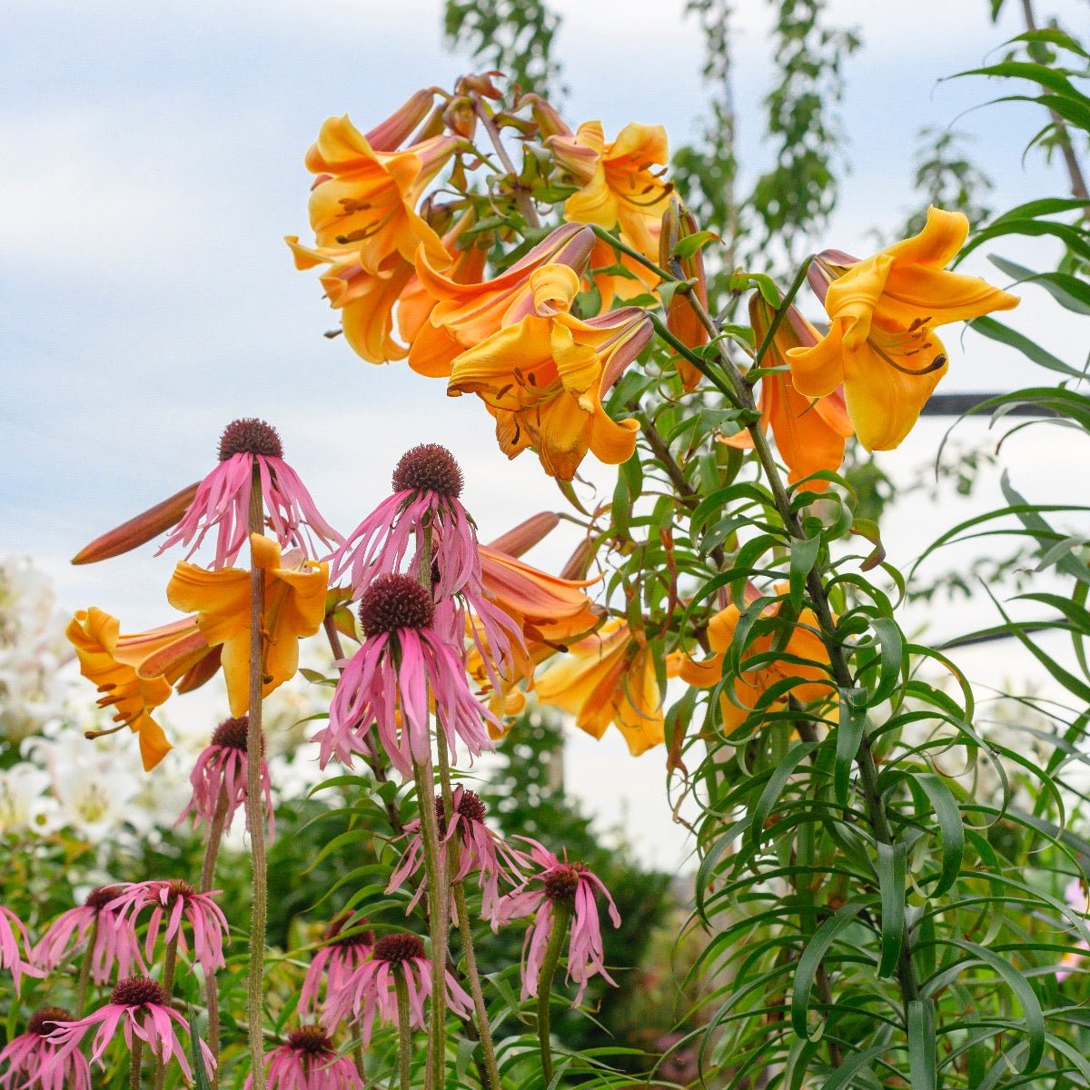 Lilium African Queen - oranje lelie - Fluwel