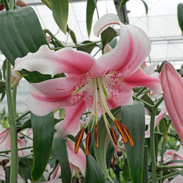 anastasia lily flower Buy Lilium 'Anastasia' bulbs