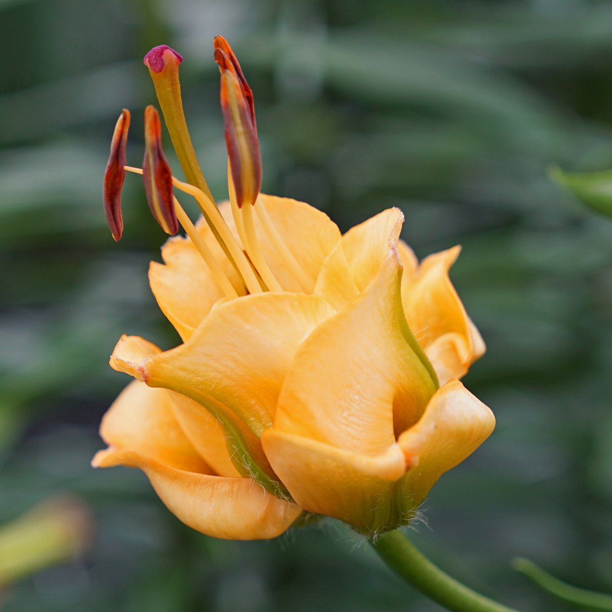 Lilium Apricot Fudge - oranje lelie - Fluwel