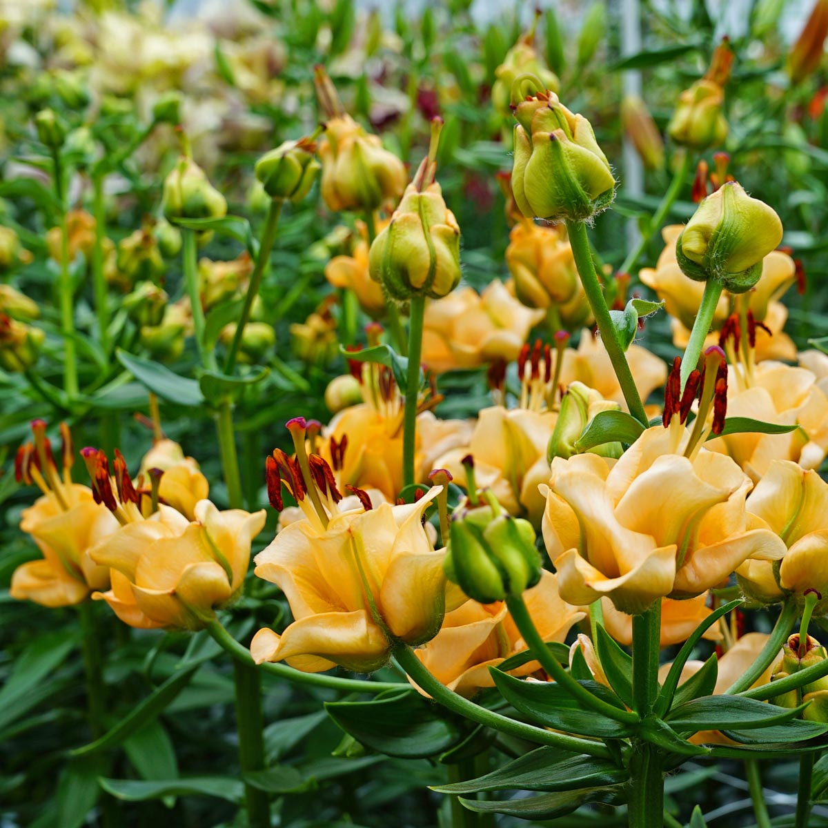 Lilium Apricot Fudge - oranje lelie - Fluwel